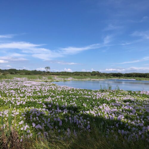 Discover summer beauty of blooming Tocha lakes by Bike