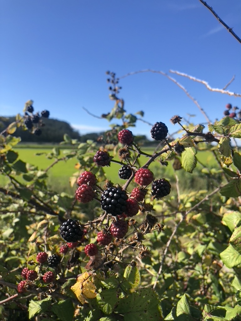 Blackberry picking